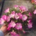 190#垂钓牵牛花