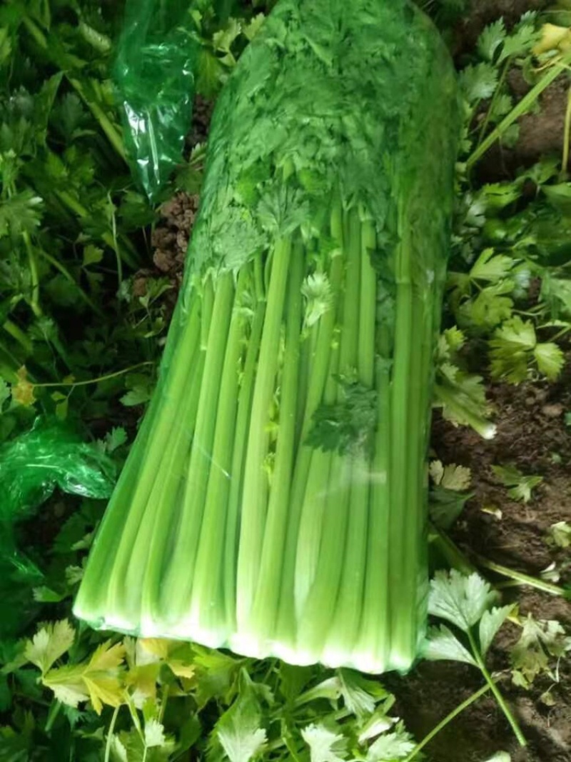 商河芹菜种植基地直供，一首货源，可全国发货