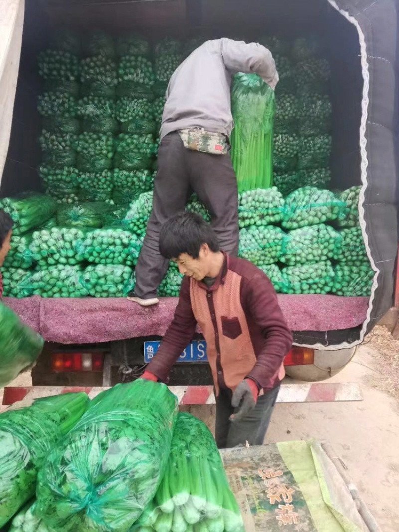 商河芹菜种植基地直供，一首货源，可全国发货