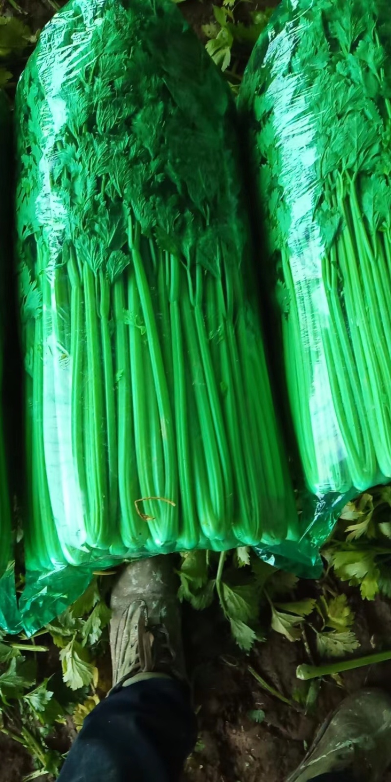 商河芹菜种植基地直供，一首货源，可全国发货