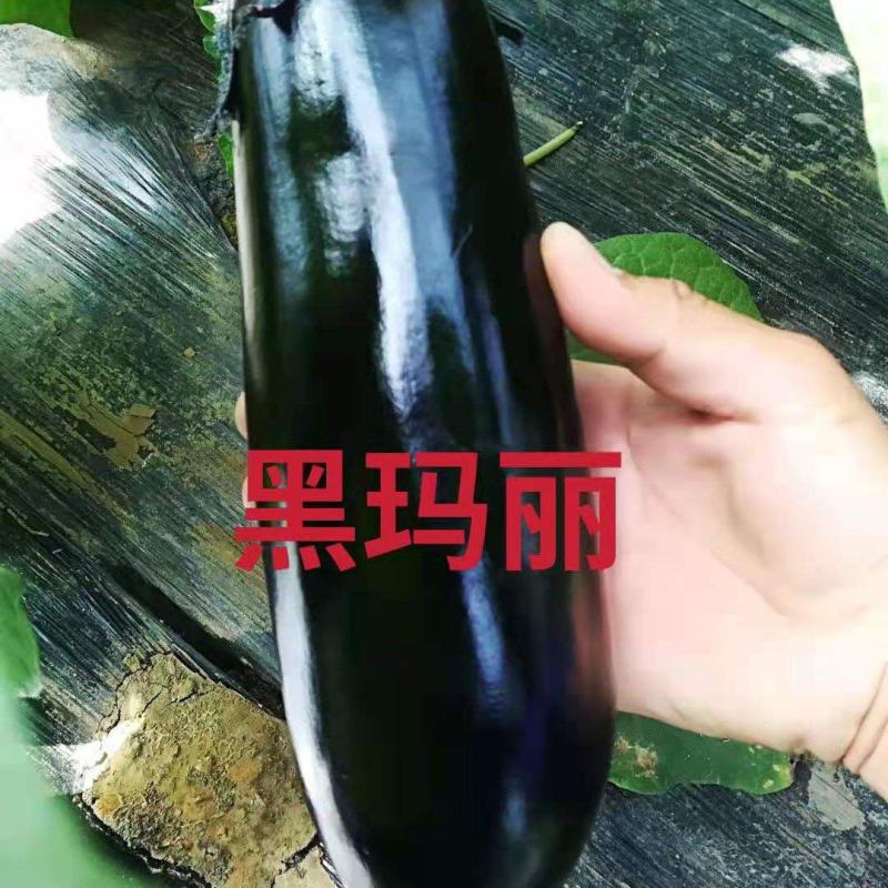寿光市魏氏农业科技有限公司黑玛丽