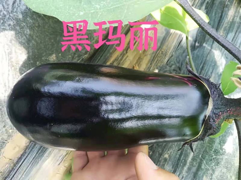 寿光市魏氏农业科技有限公司黑玛丽