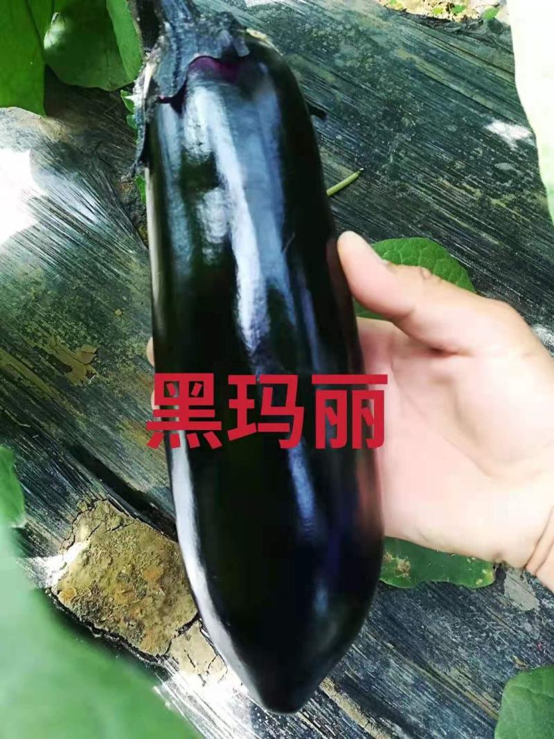寿光市魏氏农业科技有限公司黑玛丽