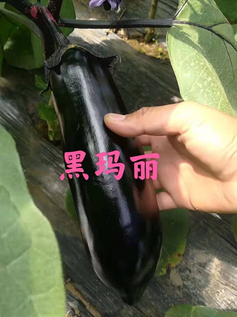 寿光市魏氏农业科技有限公司黑玛丽