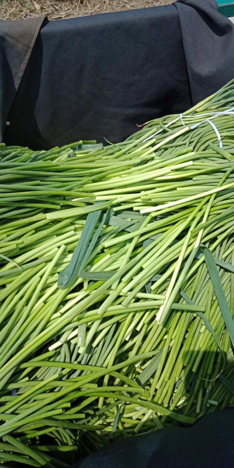 精品鲜蒜苔现摘新蒜苔蒜薹产地直发山东高品质鲜蒜苔