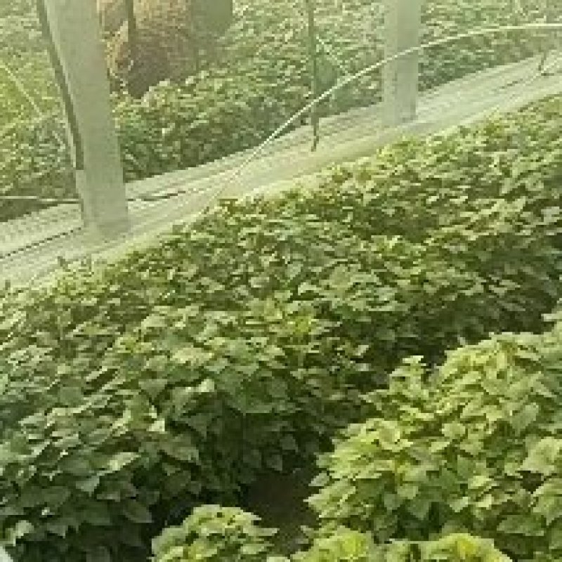 龙薯九红薯苗
