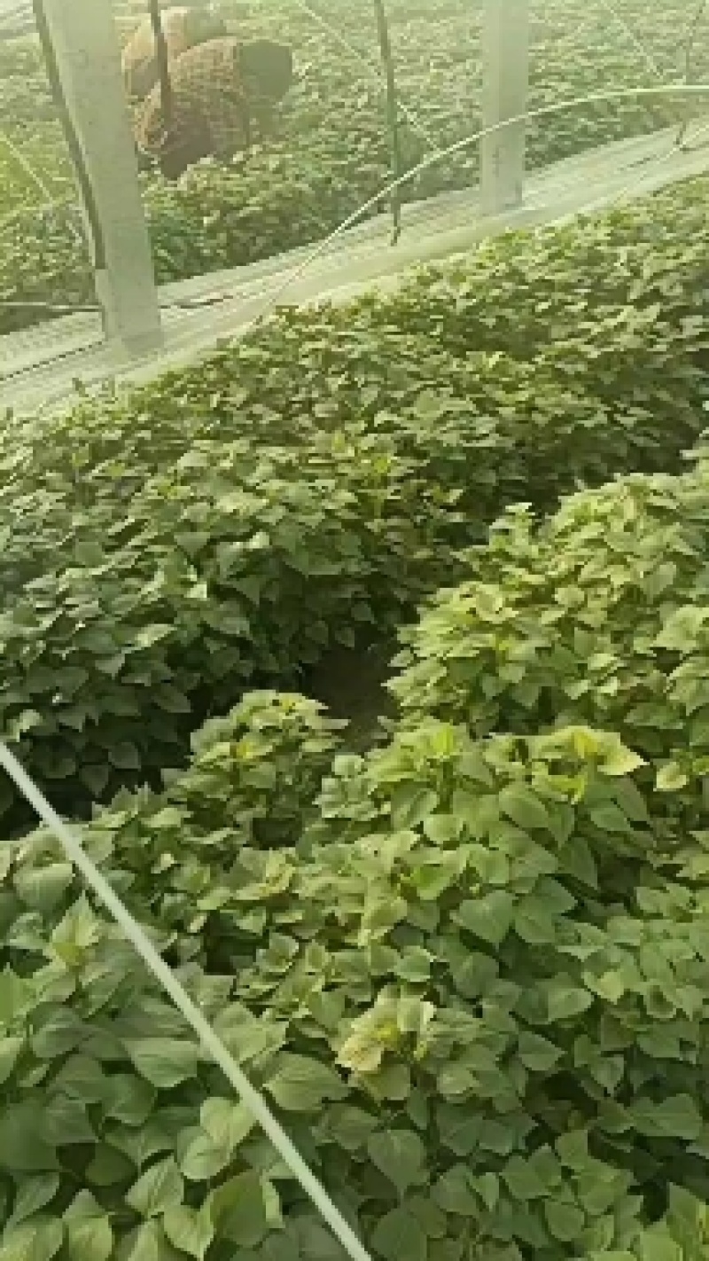 龙薯九红薯苗