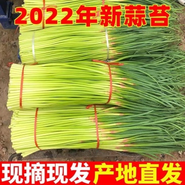 大量供应上市，红帽蒜薹，走市场，入冷库裡面，新鲜好货