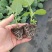 （热销）育苗基质，栽培基质，果蔬通用有机营养土