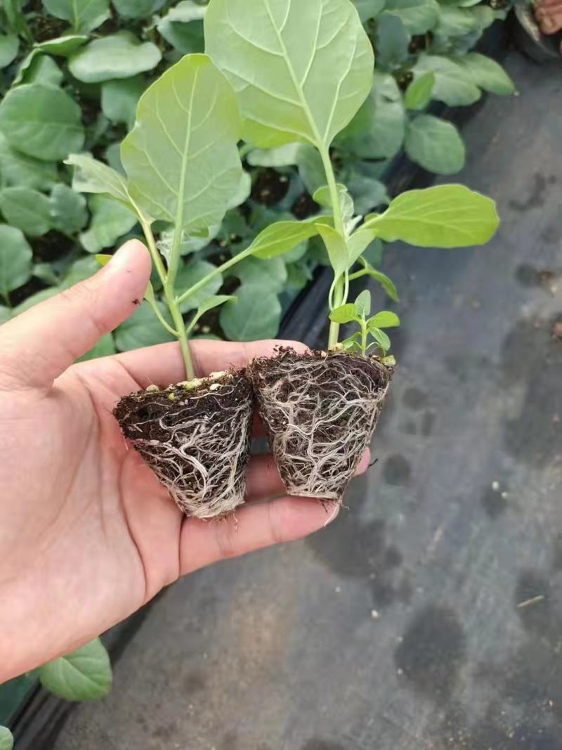 （热销）育苗基质，栽培基质，果蔬通用有机营养土