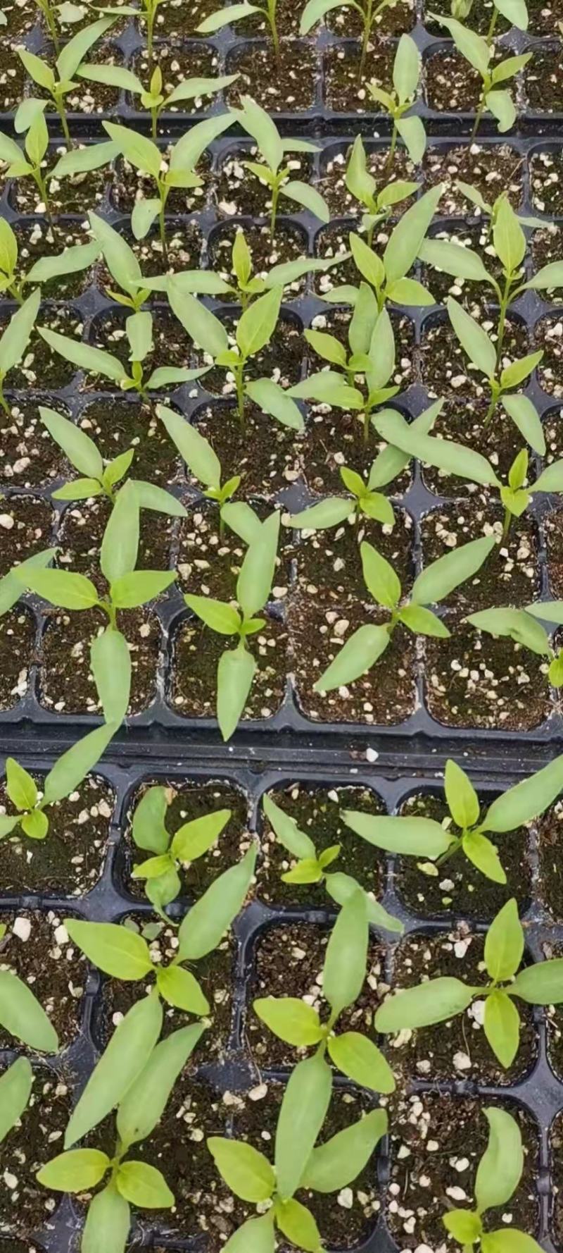 （热销）育苗基质，栽培基质，果蔬通用有机营养土