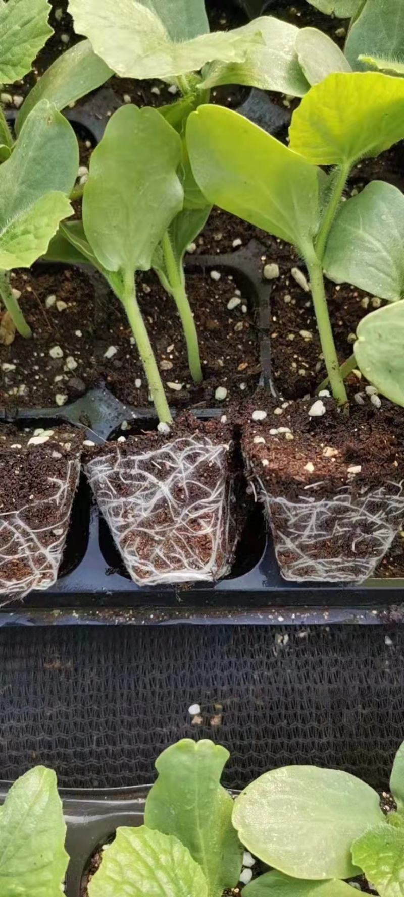 （热销）育苗基质，栽培基质，果蔬通用有机营养土