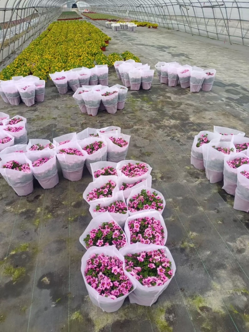 190#百万小玲基地大量有货量大私聊