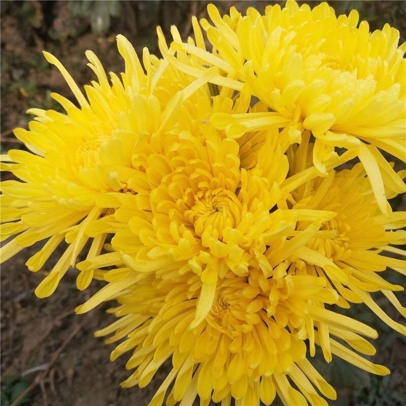 【金丝皇菊】金丝皇菊一朵一杯菊花茶基地直发欢迎采购