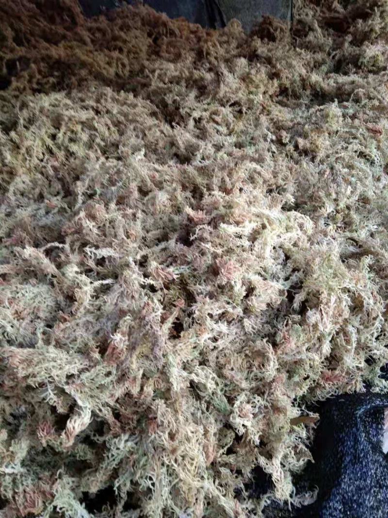 佳荣镇水苔藓种植示范基地