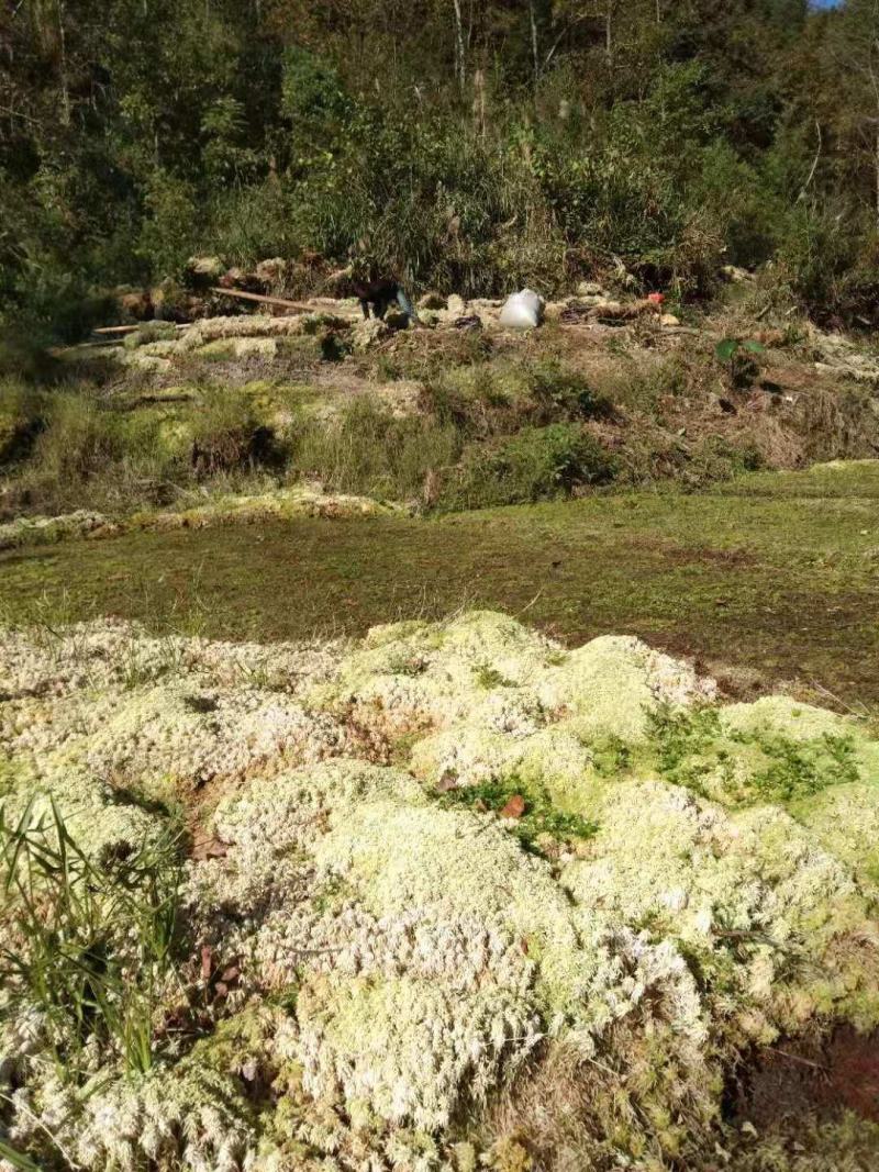 佳荣镇水苔藓种植示范基地