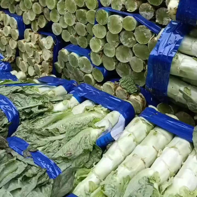 精品莴苣开封红香叶莴苣品质保证对接各类客户欢迎选购