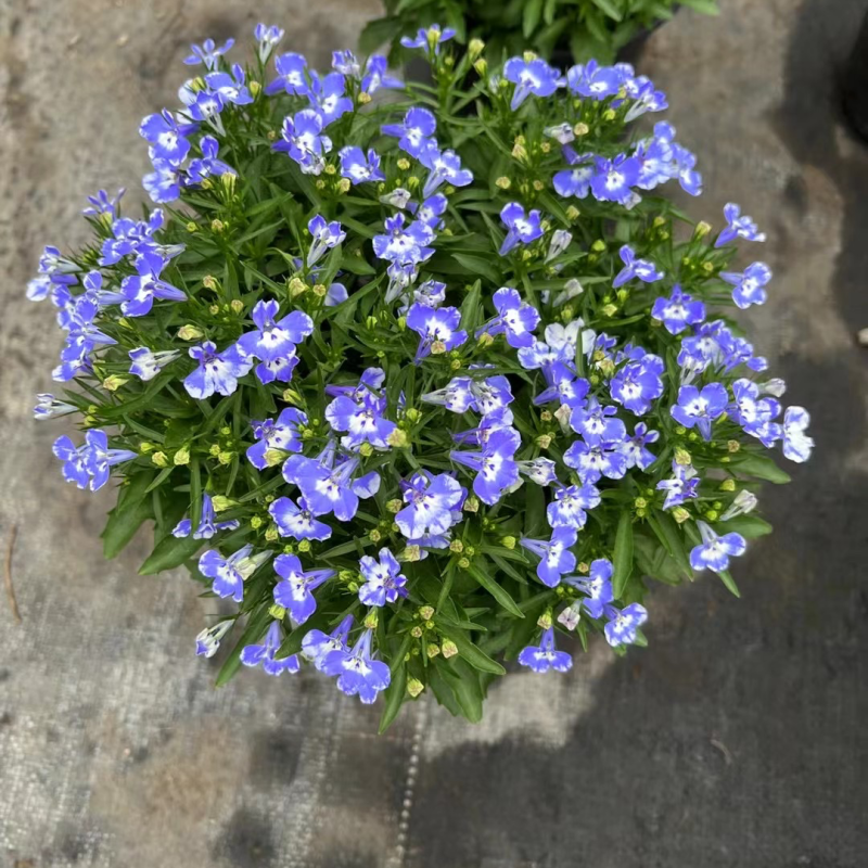 180#半边莲基地大量有货量大私聊