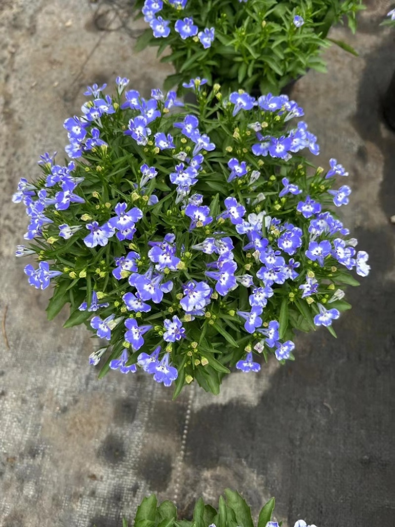 180#半边莲基地大量有货量大私聊