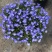 180#半边莲基地大量有货量大私聊