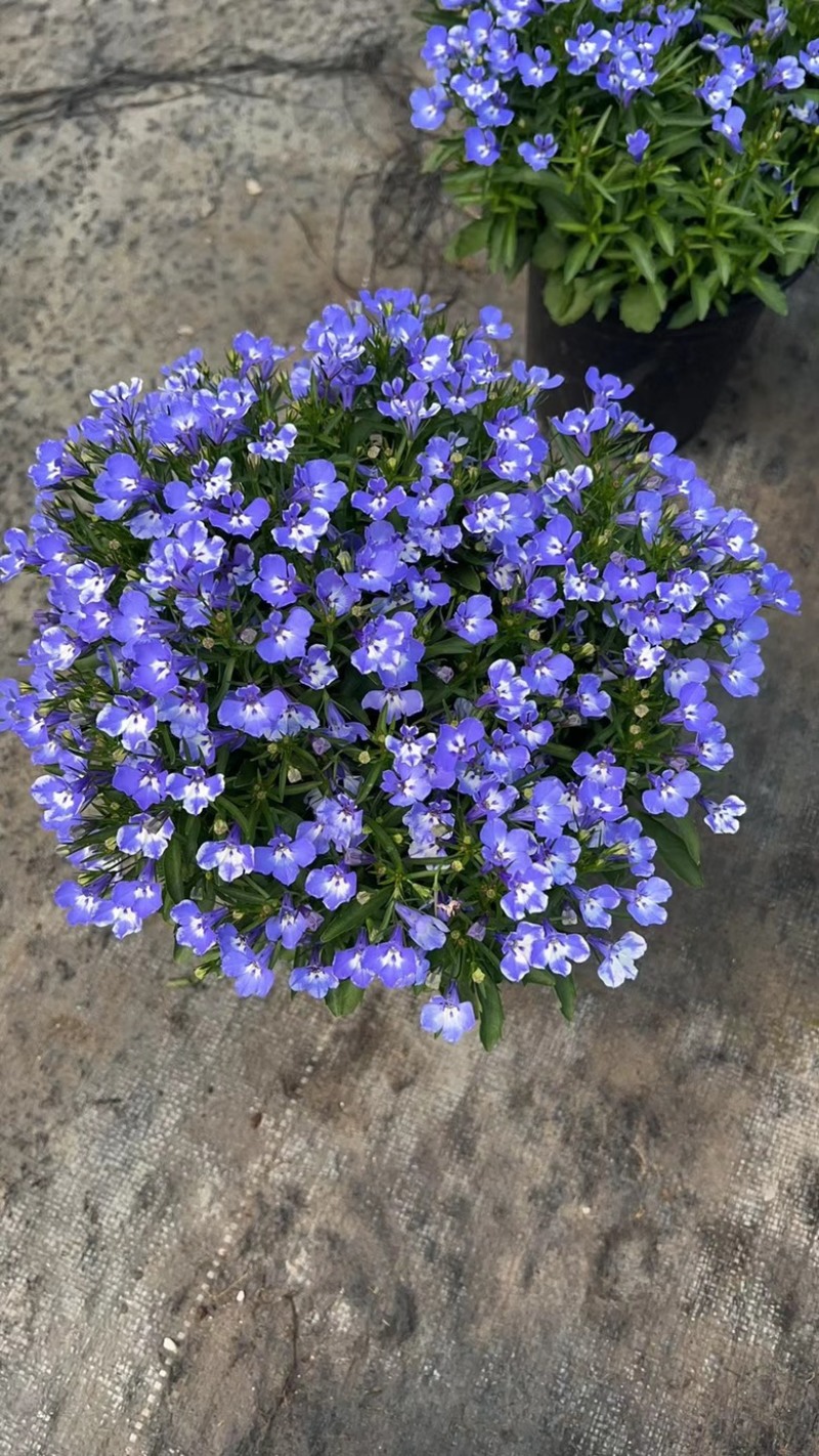 180#半边莲基地大量有货量大私聊