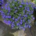 180#半边莲基地大量有货量大私聊