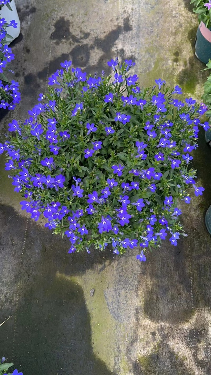 180#半边莲基地大量有货量大私聊