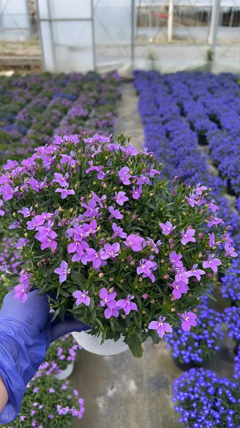 180#半边莲基地大量有货量大私聊