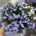 180#半边莲基地大量有货量大私聊
