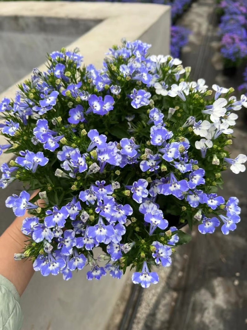 180#半边莲基地大量有货量大私聊