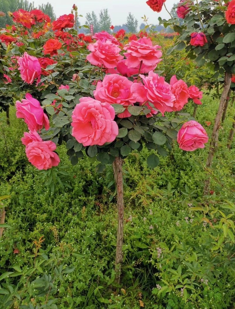 树桩月季当年开花一手货源基地直销成活率高