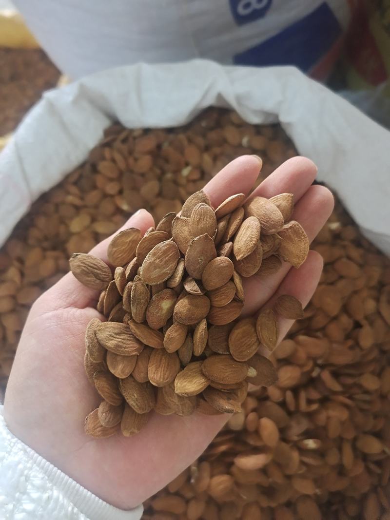 桃仁扁桃仁家桃仁山桃仁炒桃仁去皮桃仁地道中药