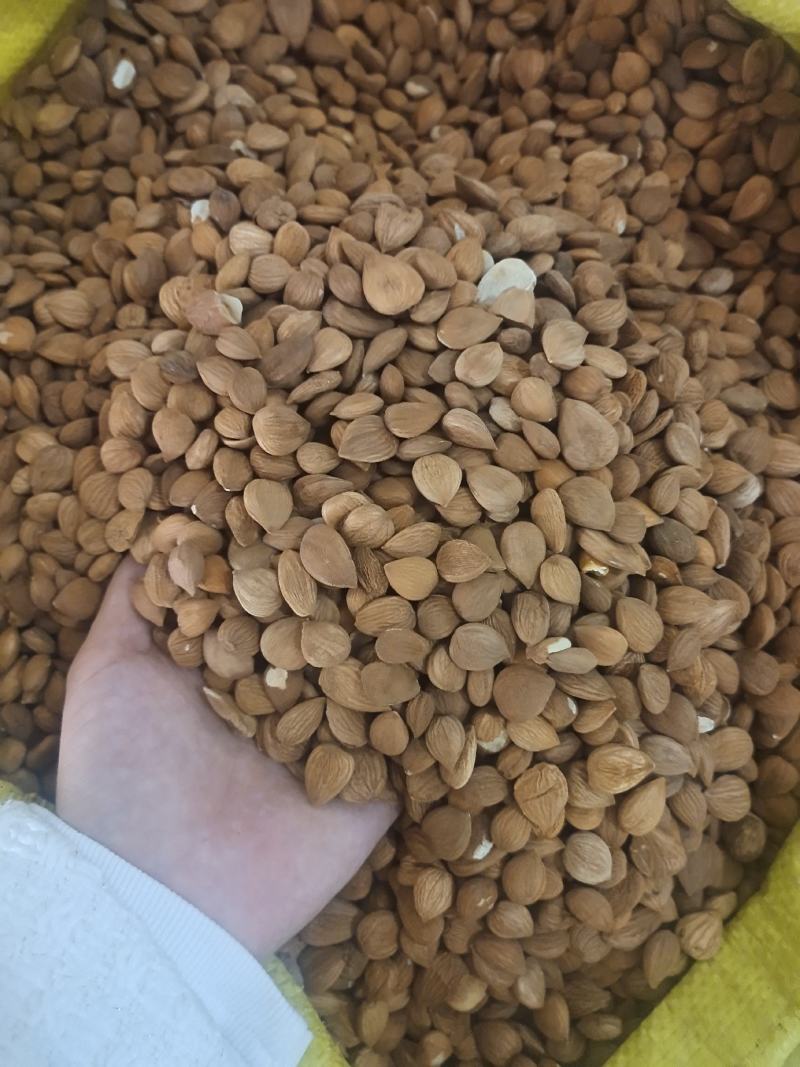 桃仁扁桃仁家桃仁山桃仁炒桃仁去皮桃仁地道中药