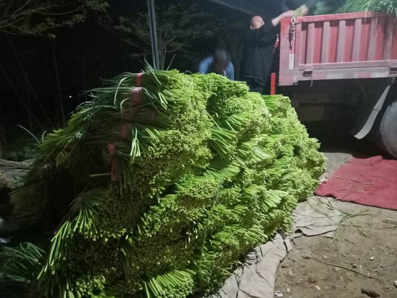 蒜台聊城大张蒜台，手提蒜台，冷库储存，市场营销