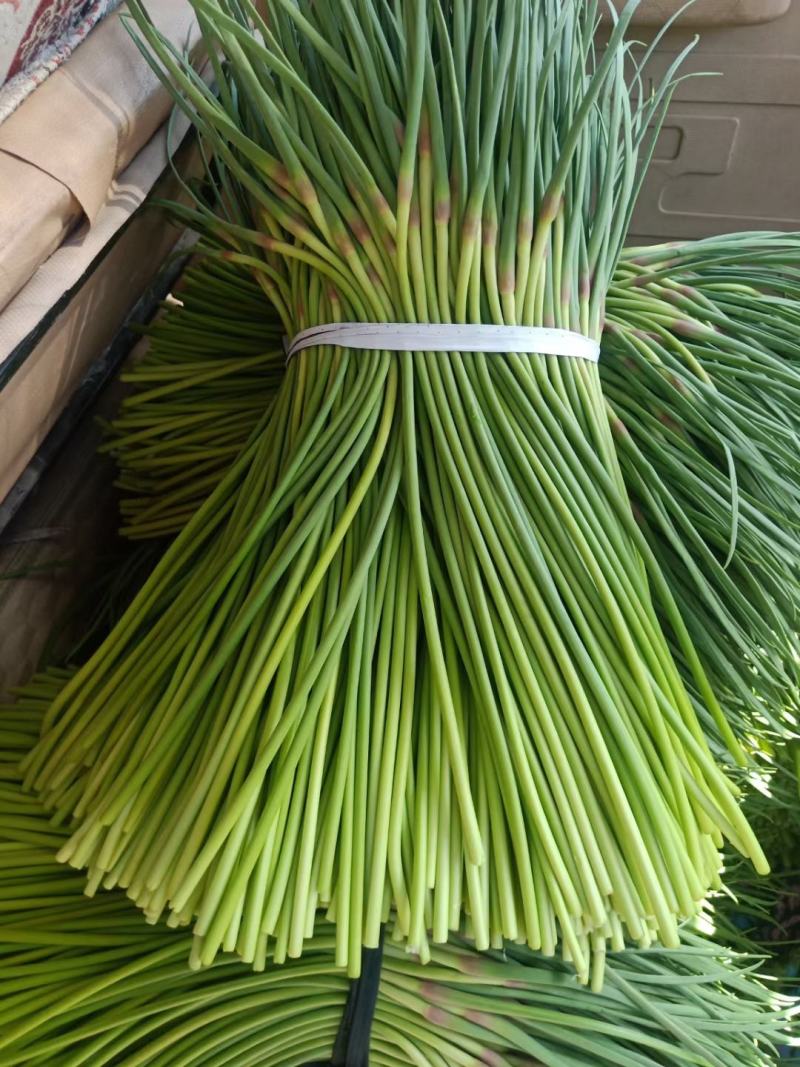 蒜台聊城大张蒜台，手提蒜台，冷库储存，市场营销