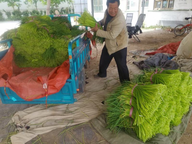 蒜台聊城大张蒜台，手提蒜台，冷库储存，市场营销