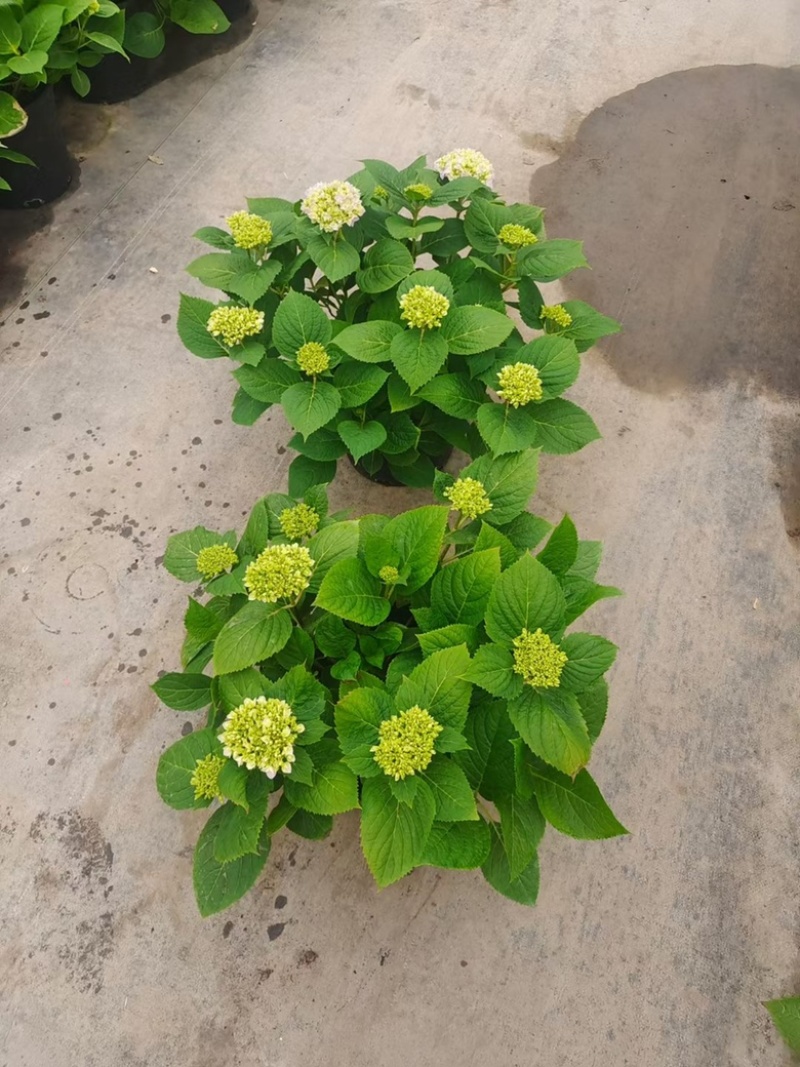 2加仑品种绣球基地大量生产量大私聊