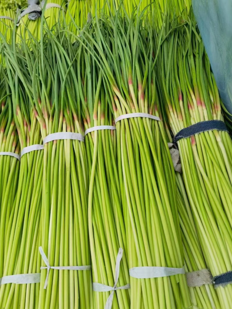 精品红帽蒜苔全国市场发货产地直销可视频实地考察看货