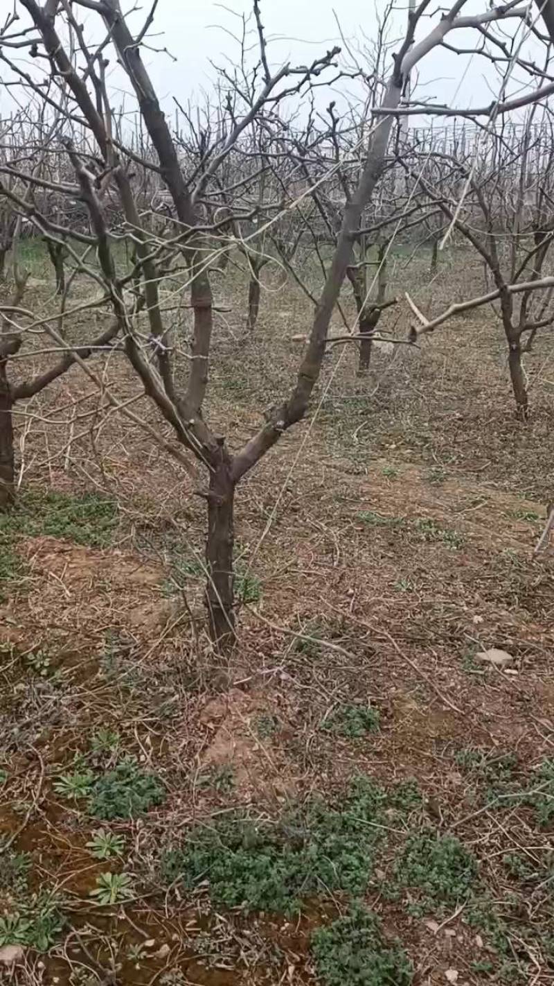 清理站地冬枣树苗