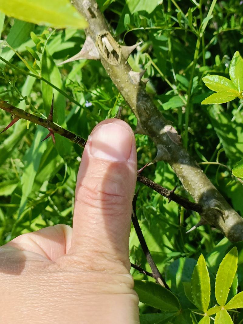 花椒苗量大从优