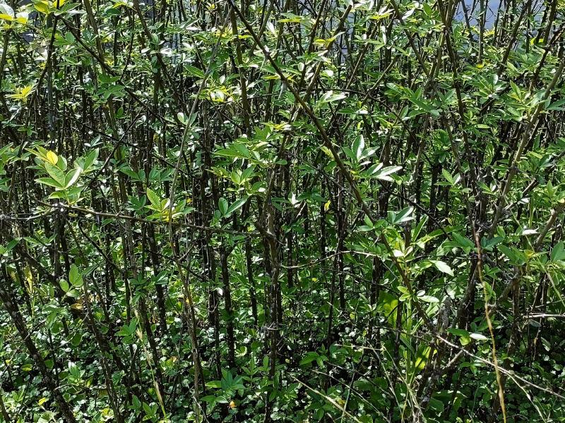 花椒苗量大从优