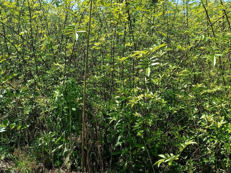 花椒苗量大从优