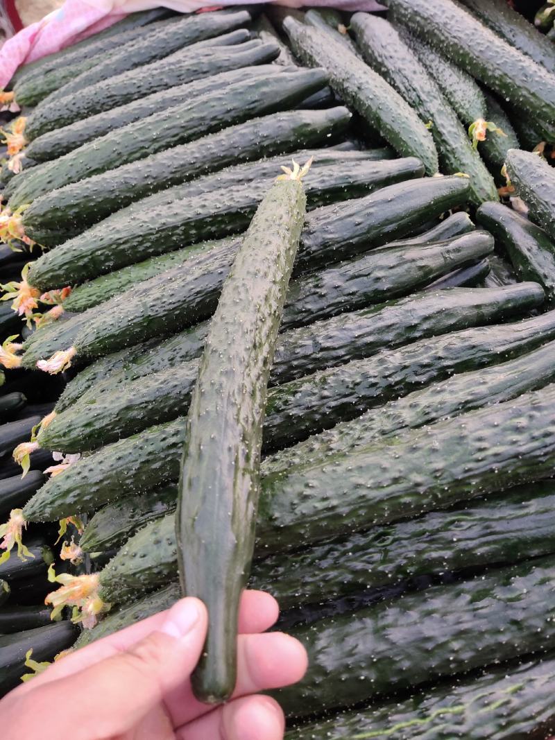 黄瓜——颜色青绿-个头均匀——货源充足-