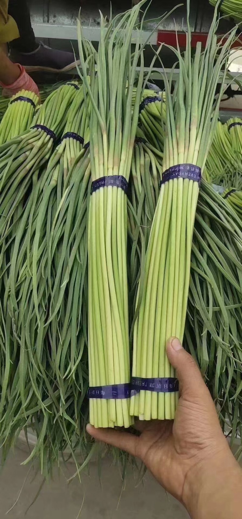精品蒜苔产地全国直销价格优惠可视频考察看货