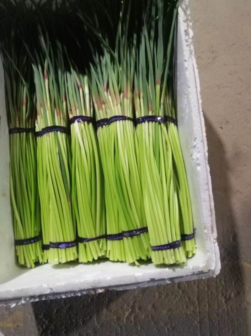 精品蒜苔产地全国直销价格优惠可视频考察看货