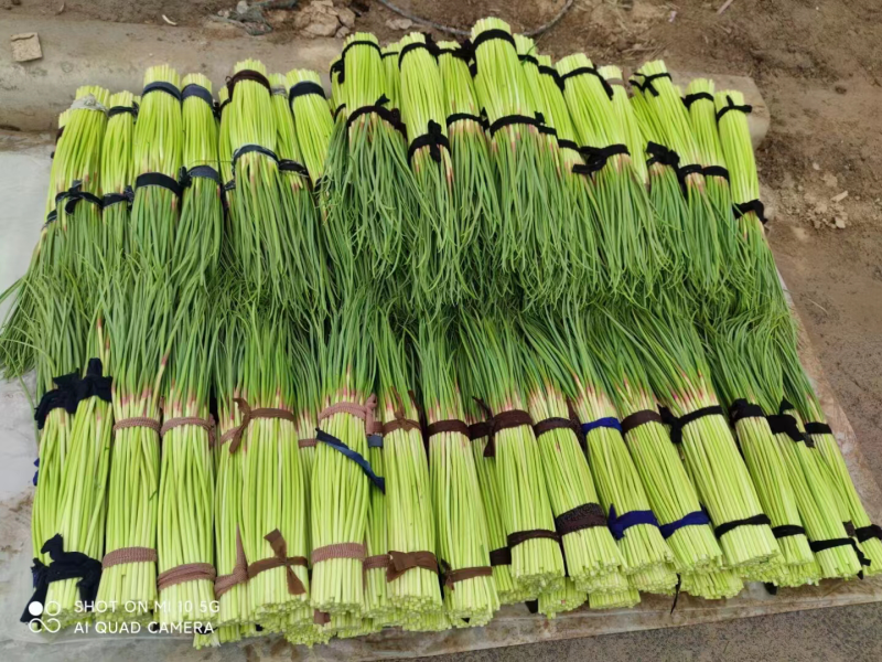 精品蒜苔产地全国直销价格优惠可视频考察看货
