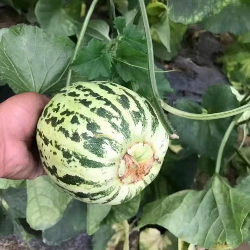 香瓜甜瓜樱桃西红柿贝贝羊角脆91