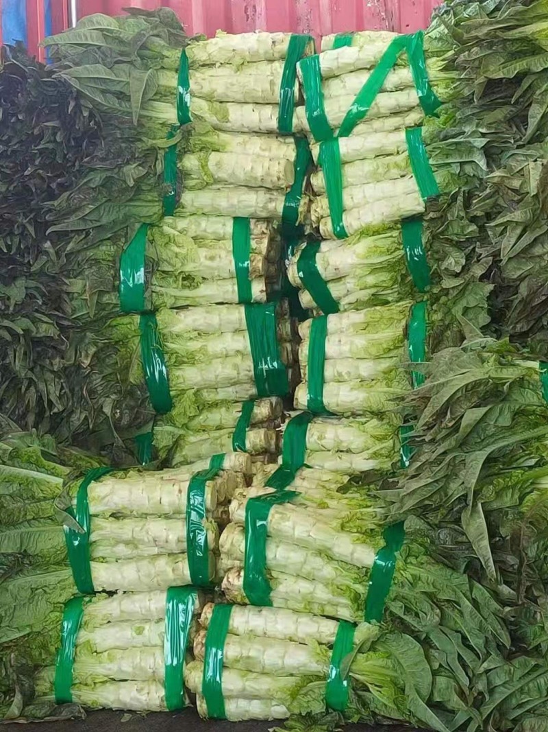 精品红叶莴笋原产地直销已大量上市质量品质保障全国发货