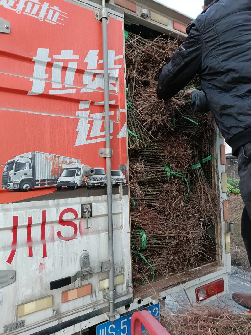 乌梅苗