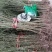 乌梅苗